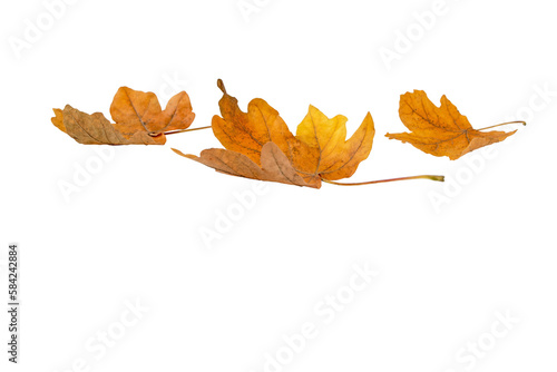 Heap of dry yellow brown maple fallen leaves isolated transparent png. Autumn season.