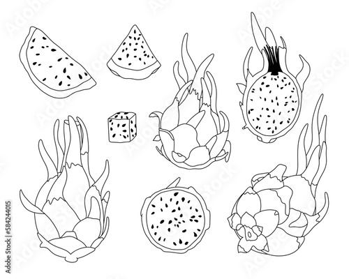 Pitaya or dragon fruit set: whole and half. Hand drawn outline vector illustration isolated on white background. Nature cactus for diet
