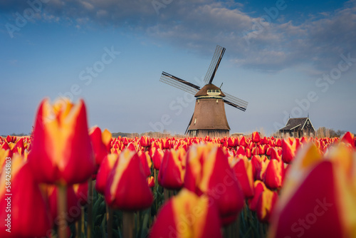 Spring view of a windmill among tulips - a classic Dutch landscape.