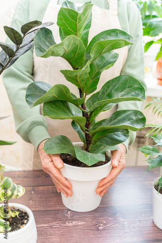 Home gardening, ficus lyrata hobby, freelancing, cozy workplace. Grandmother gardener housewife in an apron holds a pot of ficus lyrata in her hands