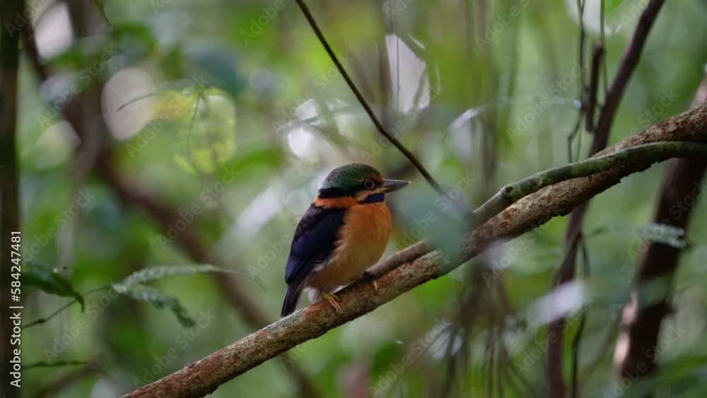 Actenoides concretus (Rufous-collared Kingfisher)on brunch,Bird watching in forest Actenoides concretus (Rufous-collared Kingfisher)on brunch,Bird watching in forest