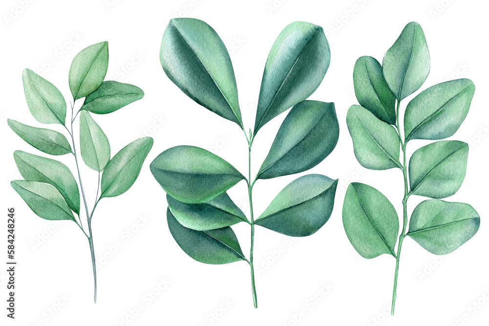 Set of green leaves on white background, watercolor botanical painting, green plant design elements