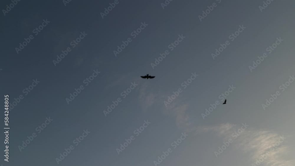 日の出と鳶と飛行機雲 日の出と鳶と飛行機雲