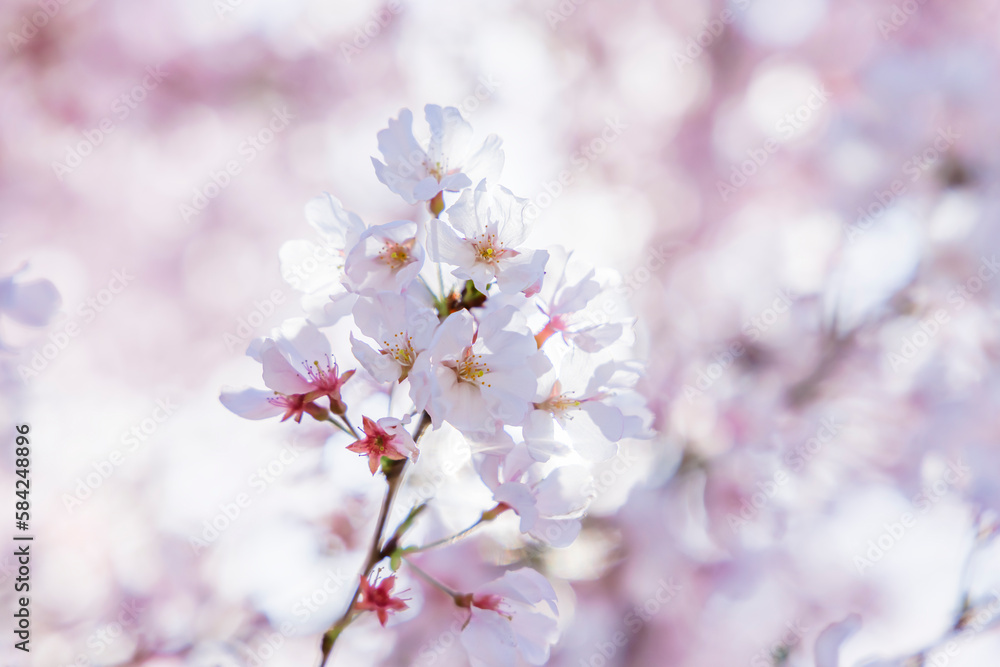 色が綺麗な満開の桜の花