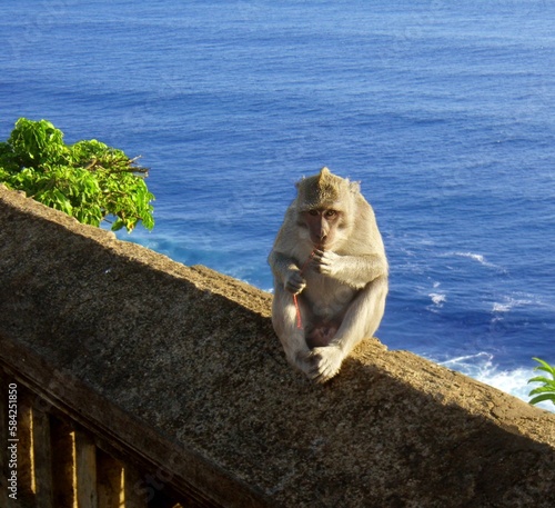 Monkey Spot in Bali