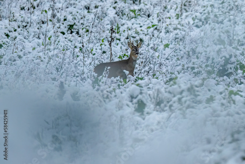 A roe deer in snow covered woodland
