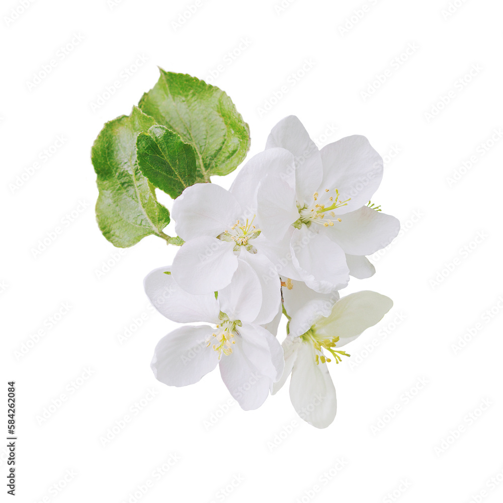 Naklejka premium Apple tree flowers isolated on white background. Apple tree blossoming in spring. Element for design.