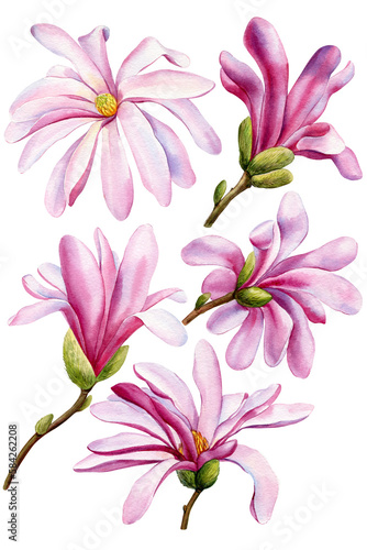 pink magnolia flowers set, Watercolor botanical painting