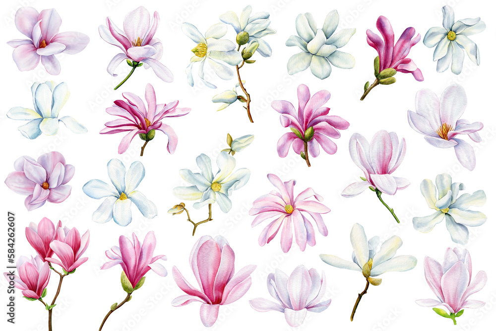 White and pink magnolia flowers set on isolated background, watercolor hand drawn illustration. Flora for design clipart