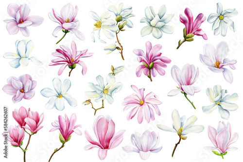 White and pink magnolia flowers set on isolated background, watercolor hand drawn illustration. Flora for design clipart © Hanna