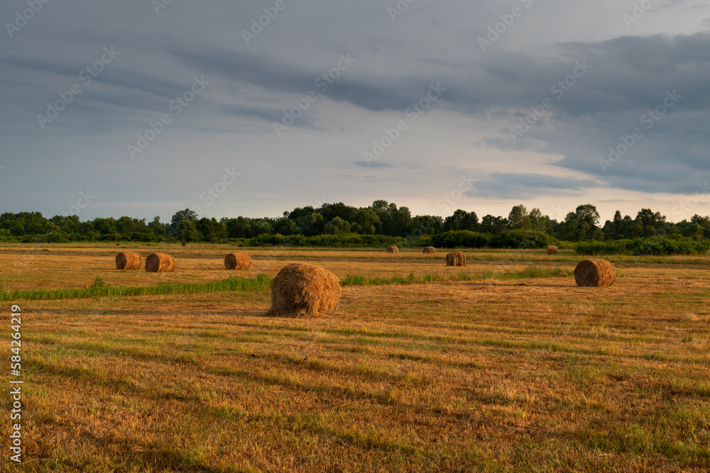 Rolls of hay in field at sunset with golden sunlight, rural landscape with dramatic sunlight and dark sky, animal fodder