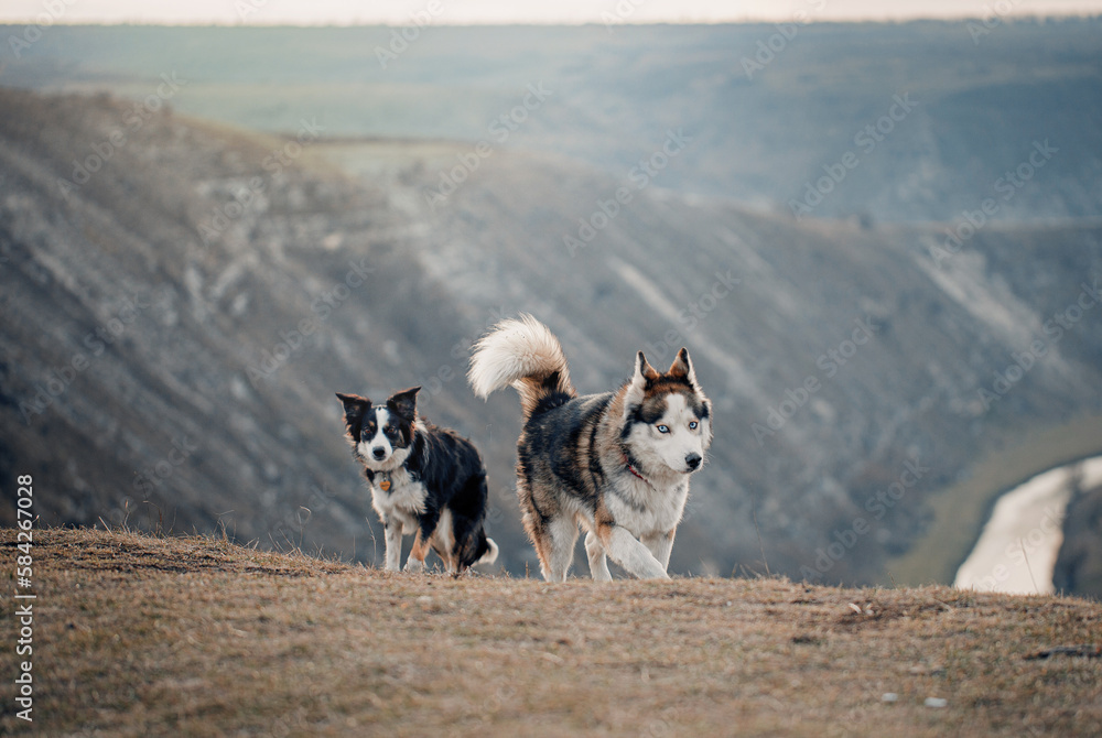 HOT Collie Saluki X Husky Lurcher Dogs Husky Lurcher Saluki
