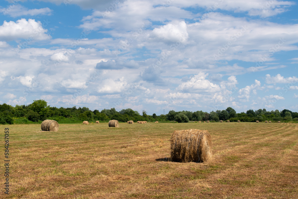 Field with rolls of hay, rural landscape with hay bales and fluffy cumulus clouds, animal fodder Field with rolls of hay, rural landscape with hay bales and fluffy cumulus clouds, animal fodder