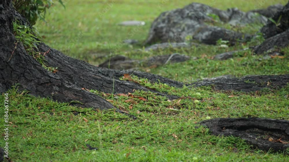 Wet Tropical Tree Roots Under The Rain , Green Grass and Big Stone. Nature Backgound Wet Tropical Tree Roots Under The Rain , Green Grass and Big Stone. Nature Backgound
