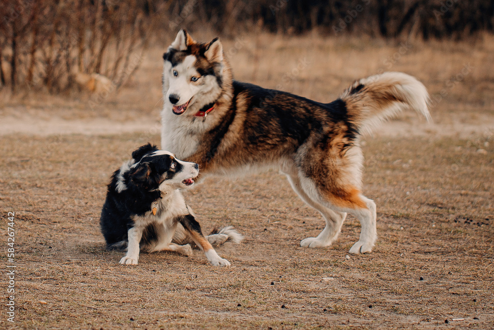 Border Collie dog playing with friend dog husky. Border Collie dog playing with friend dog husky.