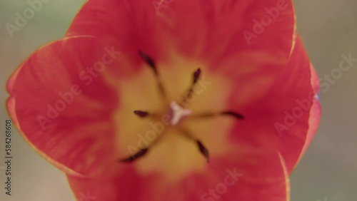 チューリップ - 02