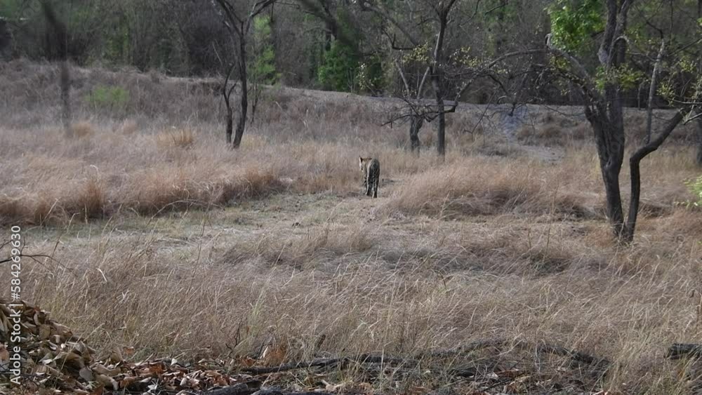 A sub-adult tiger walking through the forest roads inside Bandhavgarh National Park during a wildlife safari A sub-adult tiger walking through the forest roads inside Bandhavgarh National Park during a wildlife safari