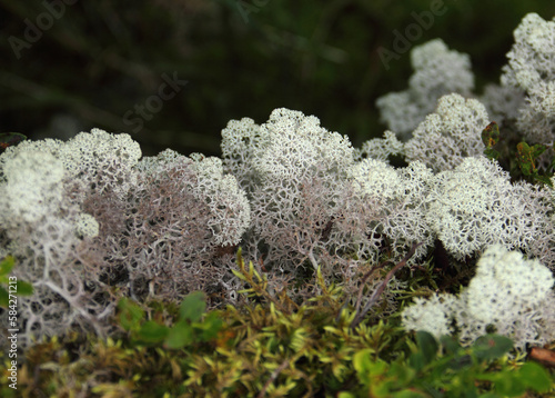 Beautiful nature image - grayish white yagel (Cladonia rangiferina, reindeer cup lichen) and green moss. Ergaki national park, Sayan mountains, Krasnoyarsk, Siberia, Russia, Planet Earth