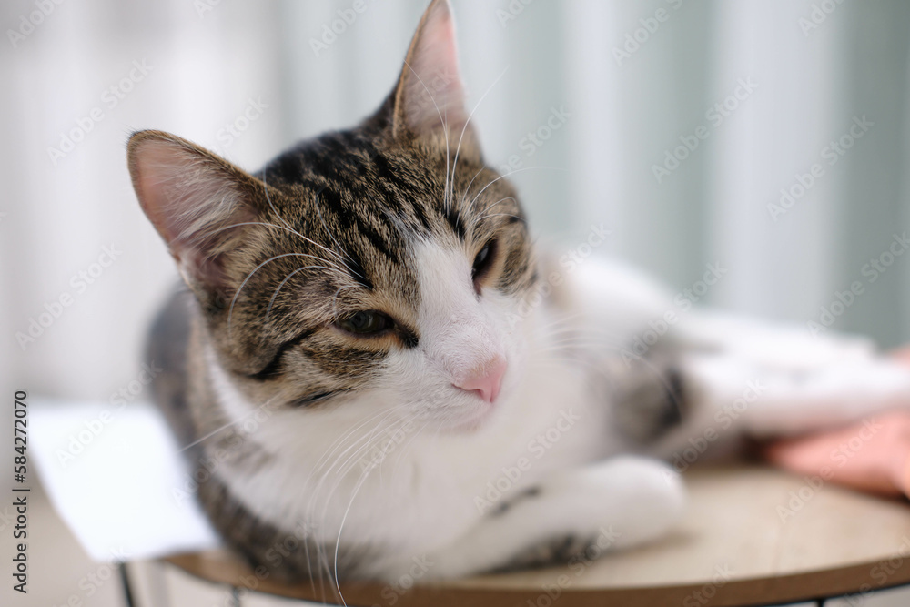 A cute pretty cat is lying on the chair in light room. A cute pretty cat is lying on the chair in light room.