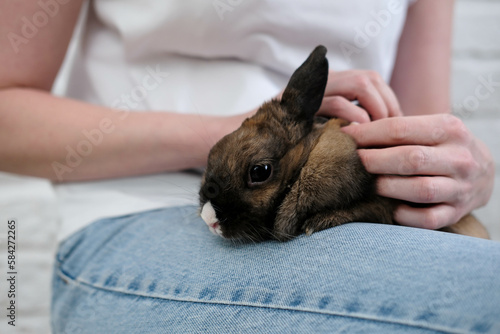 A cute rabbit sitting on woman legs and she is stroking it.