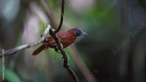 Grey-headed Babbler, Stachyris poliocephala bird standing on a branch .  photo