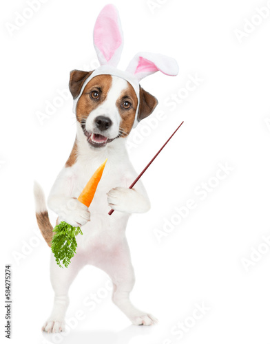 Jack russell terrier puppy wearing easter rabbits ears holds carrot and points away on empty space. Isolated on white background © Ermolaev Alexandr