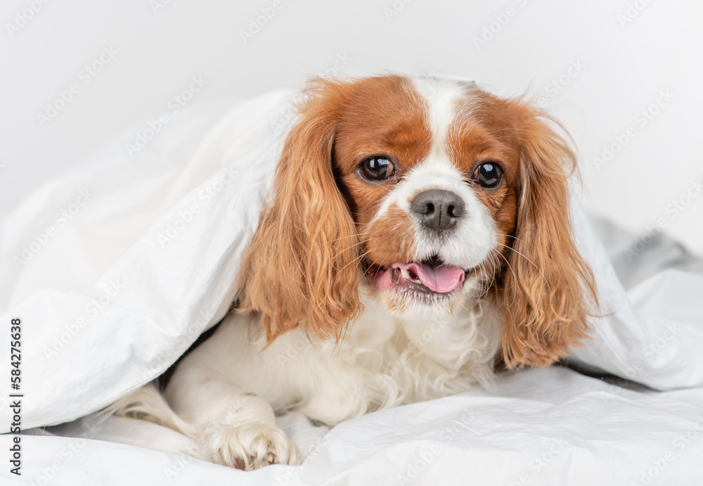 Cute King charles spaniel dog lying under white blanket at home
