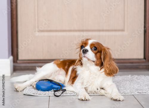 King charles spaniel dog lying with leash and waiting to go walkies near a door