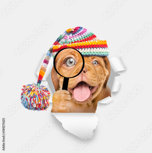 Happy Mastiff puppy wearing warm hat looks thru a magnifying lens looks through a hole in white paper
