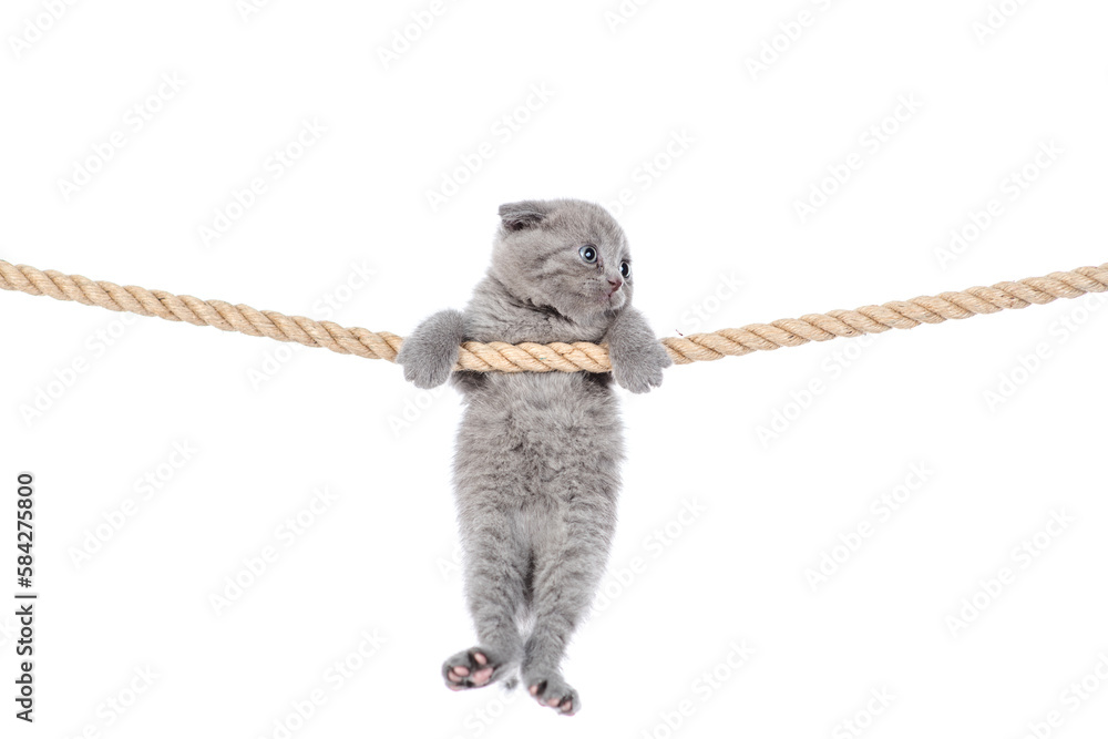 Cute kitten hanging on a rope and looks away on empty space. isolated