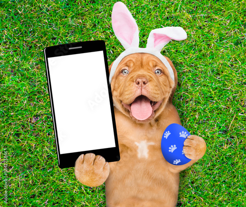 Happy mastiff puppy wearing easter rabbits ears holds painted easter egg and big smartphone with white blank screen in it paw and lies on its back on summer green grass. Top down view