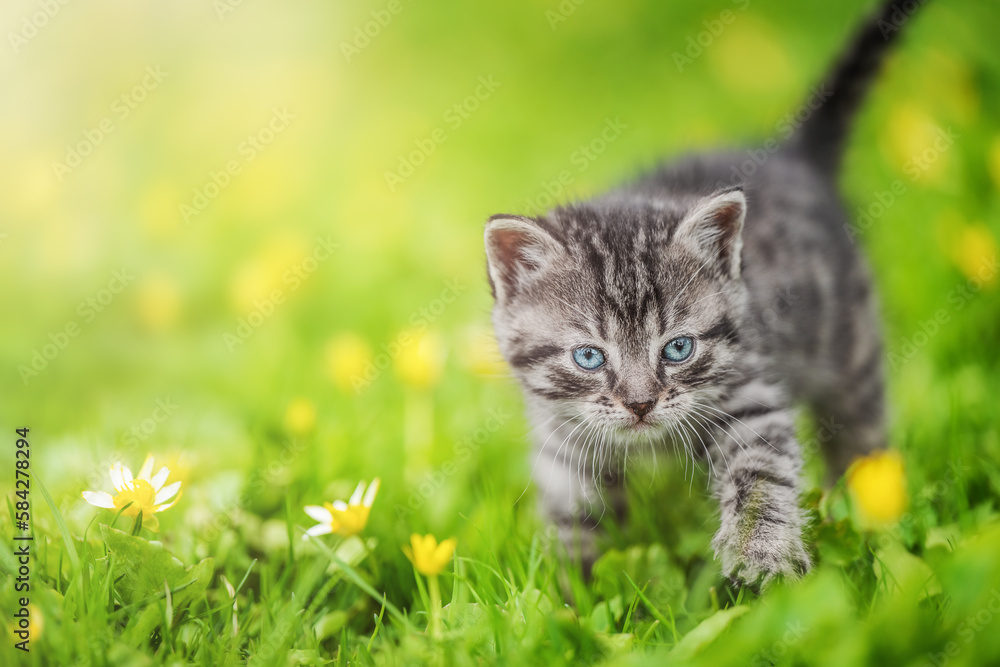 Cute tabby kitten on green grass and summer flowers background