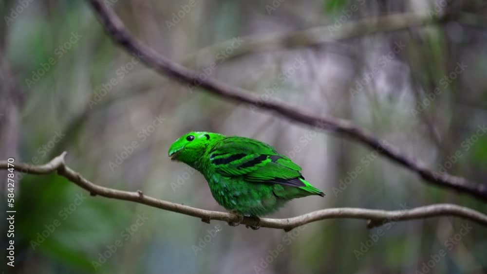 Green Broadbill, Asian Green Broadbill (Calyptomena viridis)standing on a branch with green leaves resting. Green Broadbill, Asian Green Broadbill (Calyptomena viridis)standing on a branch with green leaves resting.