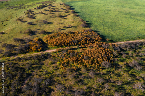 Calden forest landscape, Prosopis Caldenia plants, La Pampa province, Patagonia, Argentina. photo