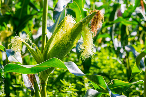 In a cornfield. Close-up of a corn cob