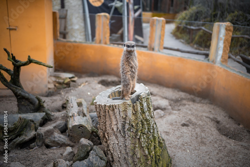 Close view of Meerkats in one of Pragur zoo, Europe. 