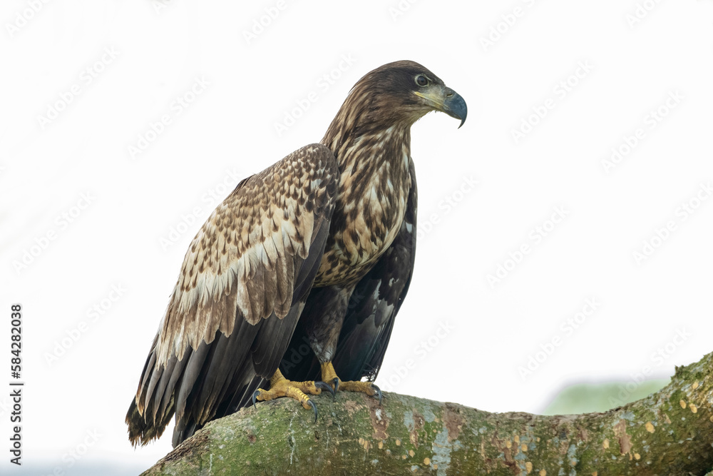 Fototapeta premium white tailed eagle from muhuri project Feni bangladesh