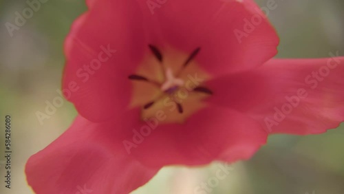 チューリップ - 00