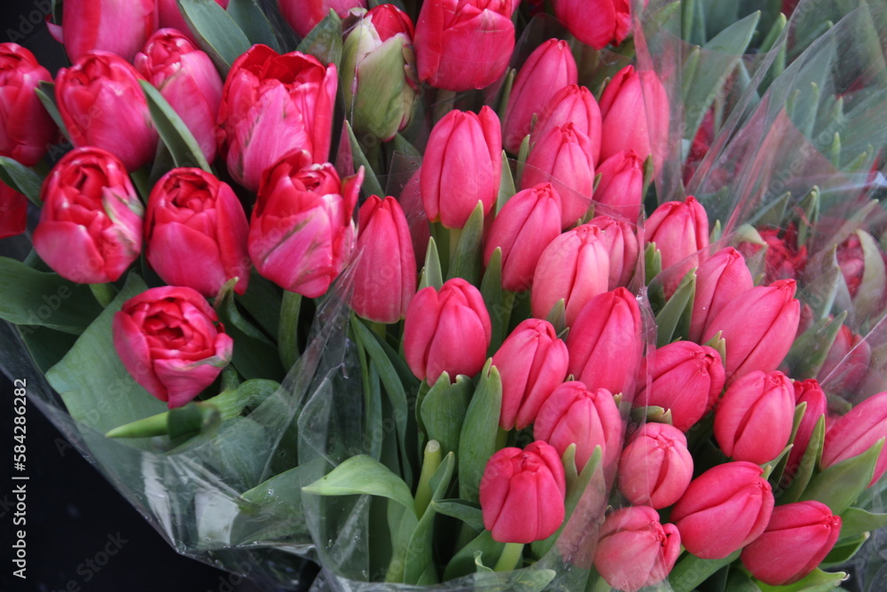 Obraz premium Tulipanes 