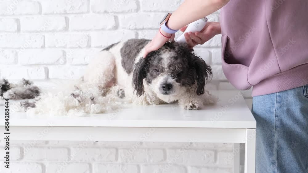 Dog hygiene. Woman groomer grooming cute mixed breed dog at home. Tired dog being groomed Dog hygiene. Woman groomer grooming cute mixed breed dog at home. Tired dog being groomed
