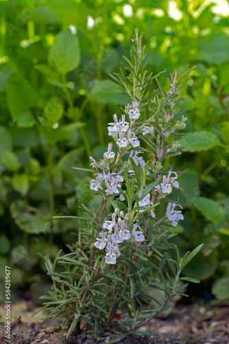 Blooming Rosemary (lat. Rosmarinus officinalis)