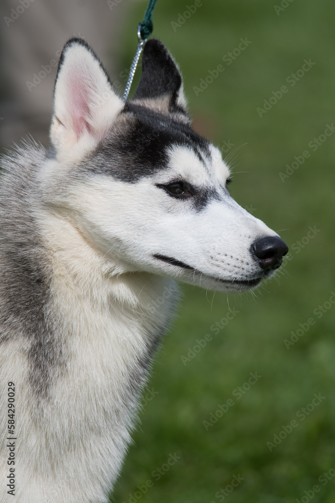Close-up portrait headshot of a Siberian Husky