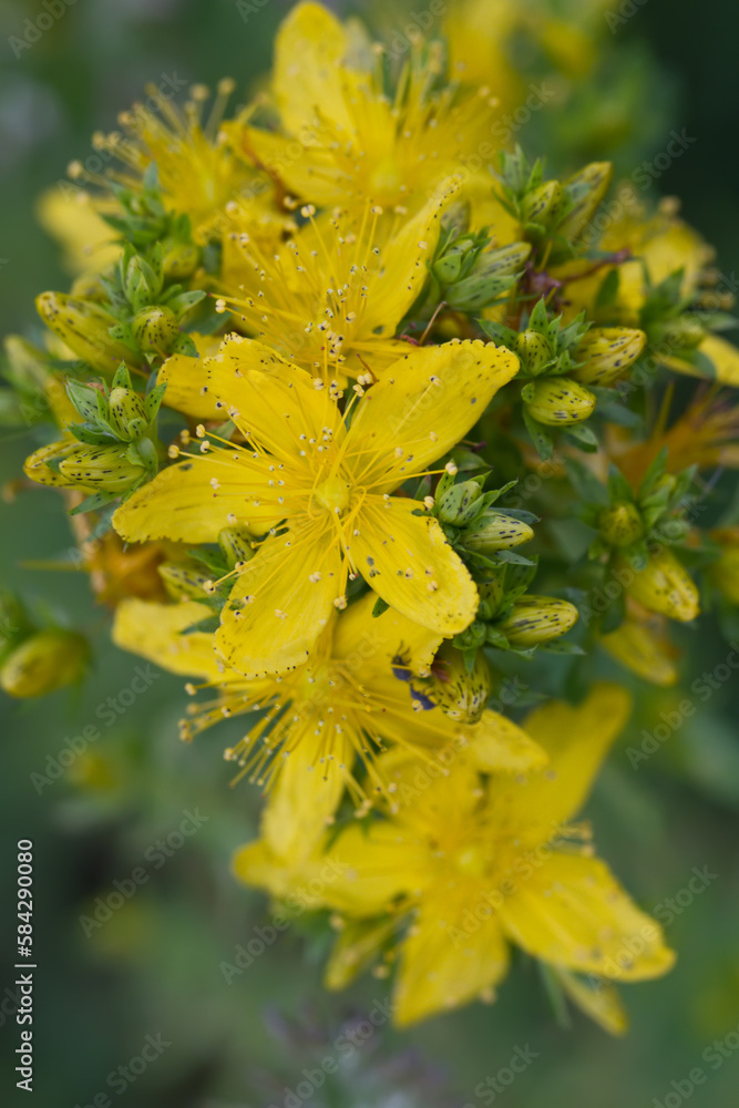 St John's wort (lat. Hypericum perforatum) St John's wort (lat. Hypericum perforatum)