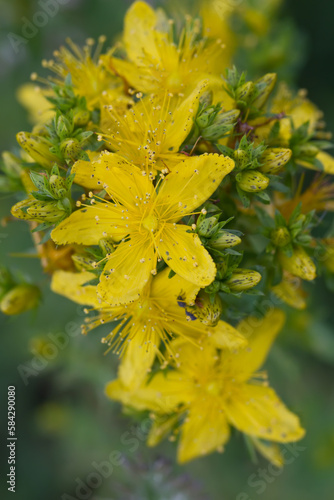 St John's wort (lat. Hypericum perforatum)