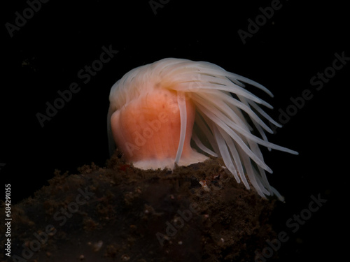  Sea anemone from Oslo fjord, Norway