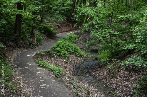 forest path in the forest place for walking