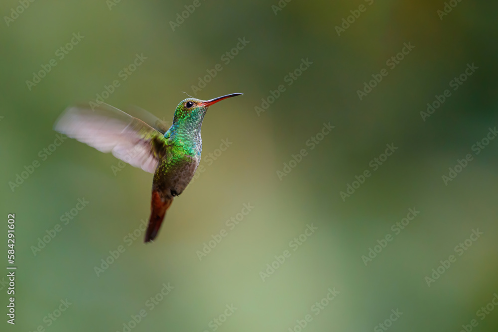 Fototapeta premium Rufous-tailed Hummingbird (Amazilia tzacatl) flying in the rainforest with a green background near Sarapiqui in Costa Rica with copy space