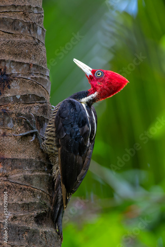 Pale-billed woodpecker (Campephilus guatemalensis)  sitting on a tree in the forest of Costa Rica photo