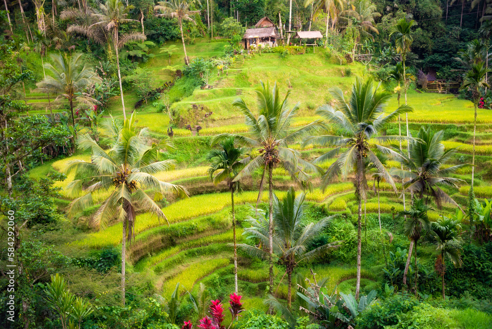 Obraz premium Lush rice fields plantation on Bali island, Indonesia