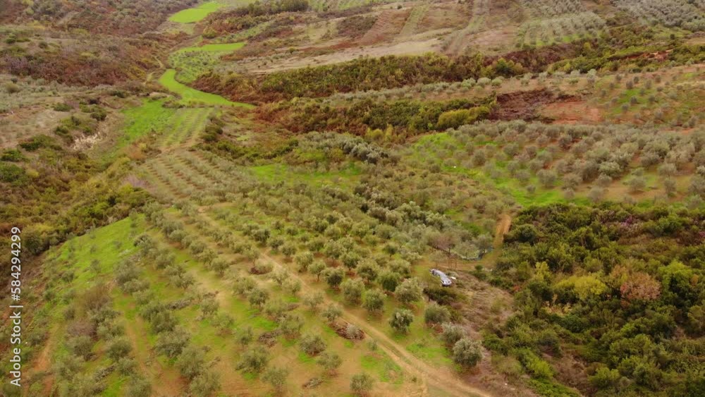 Aerial drone view of an olive trees for the production of olive oil near Antequera, Andalusia, south Spain. Olive tree fiel seen from above Aerial drone view of an olive trees for the production of olive oil near Antequera, Andalusia, south Spain. Olive tree fiel seen from above